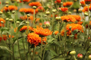 Turuncu anneler - sonbahar çiçek-çalı Bahçe arka planda. Ma