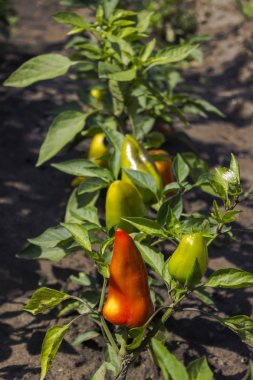 Olgun biber bahçede büyüyen. Turuncu ve yeşil biber