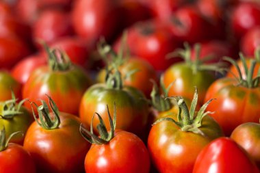 Pek çok kırmızı ve yeşil domates, arka plan. Bir sürü sebze. O