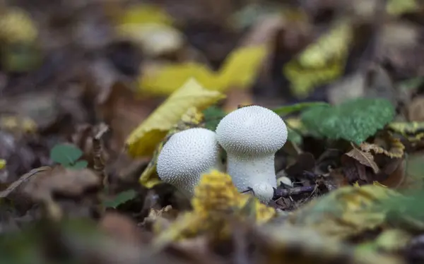 Paddestoel Cammel in de bossen in de herfst onder de droge twijgen, — Stockfoto