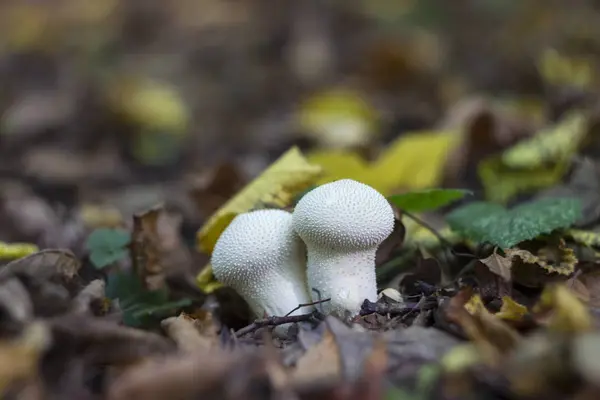 마른 나뭇가지 사이에서 에서 숲 속에서 버섯 puffball, — 스톡 사진