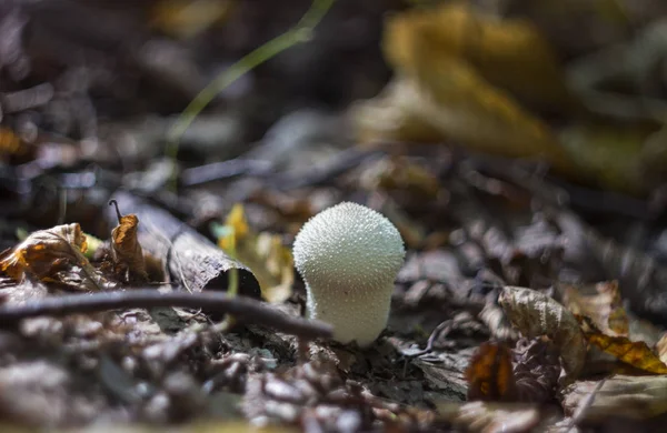 Puffball de cogumelos na floresta no outono entre os galhos secos , — Fotografia de Stock