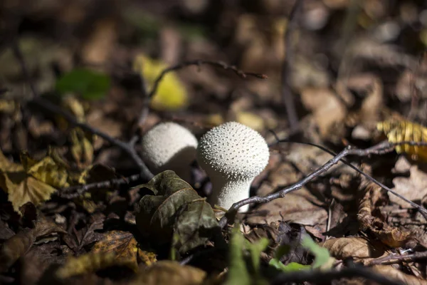 마른 나뭇가지 사이에서 에서 숲 속에서 버섯 puffball, — 스톡 사진