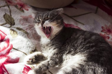Gri kedi İskoç doğurmak üstünde belgili tanımlık yatak ve yawns yalan. Uykulu kedi