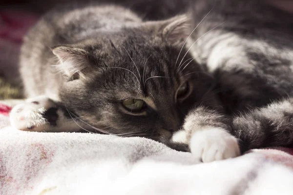 El gato de raza escocesa está durmiendo en la cama, gris gato doméstico — Foto de Stock