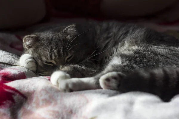 A macska skót fajta alszik az ágyon, szürke házimacska — Stock Fotó