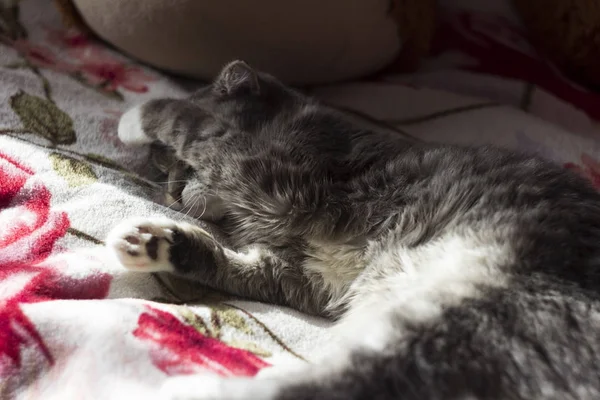 고양이 스코틀랜드 품종, 회색 고양이 침대에 자 — 스톡 사진