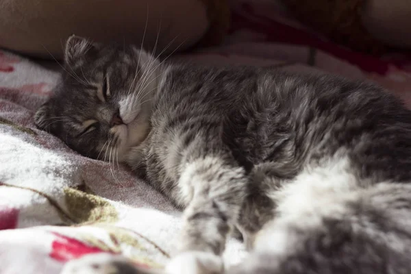 A macska skót fajta alszik az ágyon, szürke házimacska — Stock Fotó