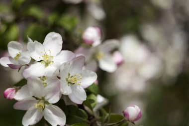 Çiçekli elma ağaçlarının tre küçük beyaz-pembe çiçekler bahar,