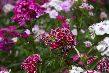 Renkli Türk karanfil, yaz kırmızı, pembe, kırmızı, küçük flo