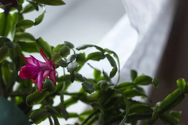 Blühende schlumbergera an Weihnachten. die heimische Pflanze der Gattung — Stockfoto