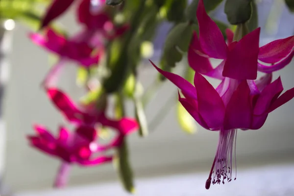 Blommande Schlumbergera på julafton. Hem växten av genu — Stockfoto