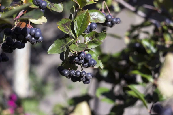 Aronia cresce em Bush - bagas de Rowan pretas, outono — Fotografia de Stock