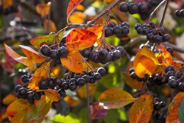 Aronia nő a Bush - fekete Rowan bogyókat, ősz — Stock Fotó