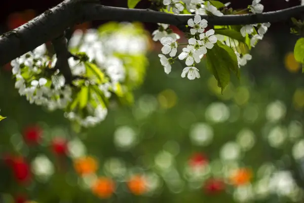 Las flores de cerezo en el fondo de los tulipanes, floración blanca — Foto de Stock