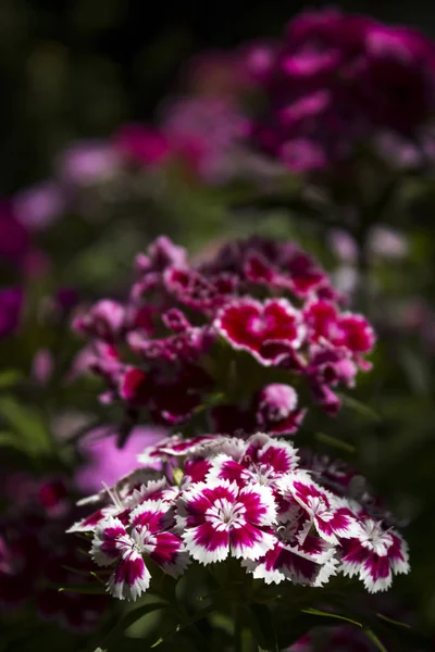 Colorful Turkish carnation, summer red, pink, scarlet, small flo