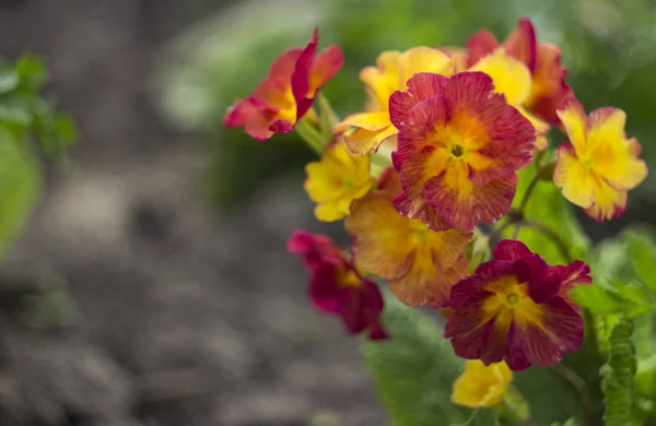 Bahçe, erken bahar çiçek büyüyen sarı kırmızı çuha çiçeği — Stok fotoğraf
