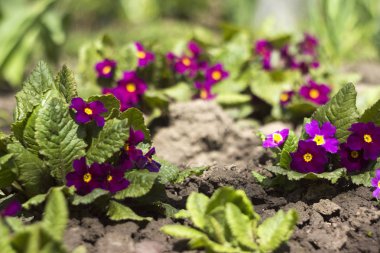 Sarı orta Bahçe, erken s büyüyen ile mor Primula