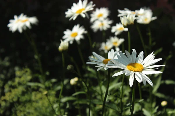 Große weiße Gänseblümchen wachsen im Blumenbeet im Garten auf einem da — Stockfoto