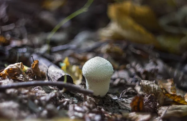 A száraz gallyak között ősszel az erdőben gomba pöfeteg, — Stock Fotó