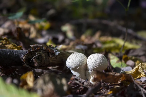 A száraz gallyak között ősszel az erdőben gomba pöfeteg, — Stock Fotó