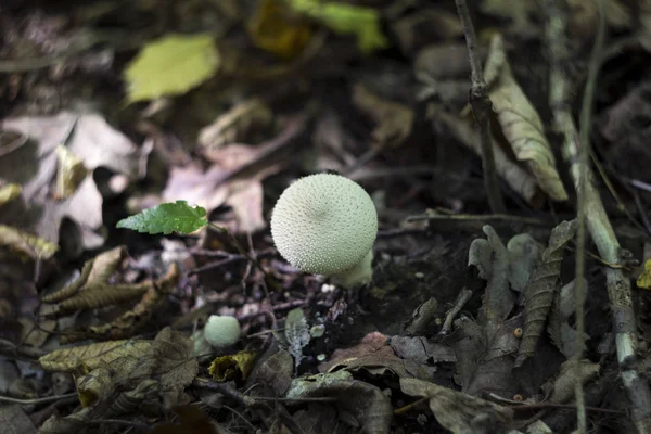 Puffball de cogumelos na floresta no outono entre os galhos secos , — Fotografia de Stock