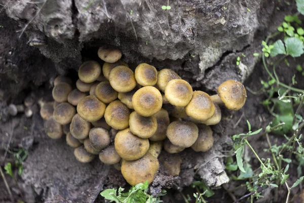 Champignon du miel (ou Armillaria) sur souche, champignons dans la forêt — Photo