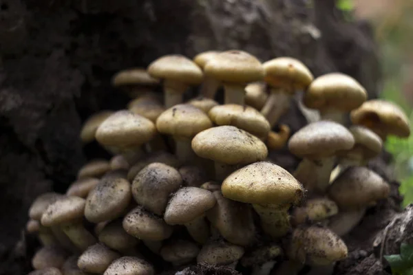 Honigpilz (oder Armillaria) auf Baumstumpf, Pilze im Wald — Stockfoto