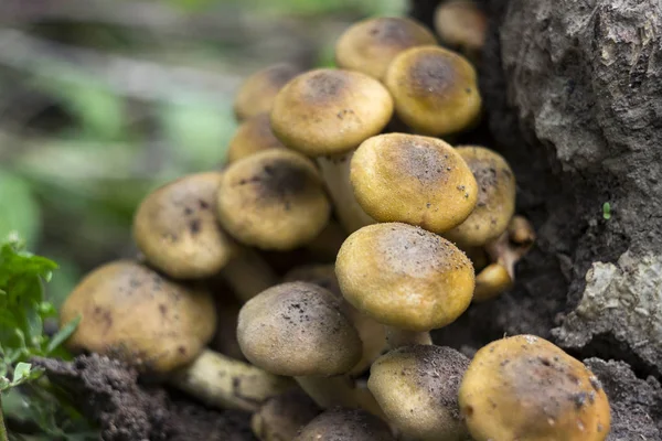 Honing schimmel (of Armillaria) op stomp, paddestoelen in het bos — Stockfoto