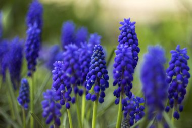 Blue Muscari - blooming spring flowers, beautiful bright backgro clipart