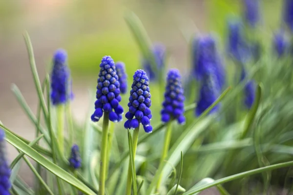 Blauwe Muscari - bloeiende Lentebloemen, mooie heldere backgro — Stockfoto