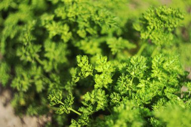 Bahçe Bahçe, yararlı otlar büyüyen kıvırcık maydanoz,