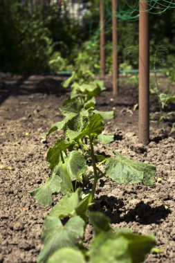 Bahçede büyüyen küçük salatalık. Yararlı sebze