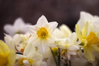 Pek çok nergis bir buket sarı, beyaz nergis içinde