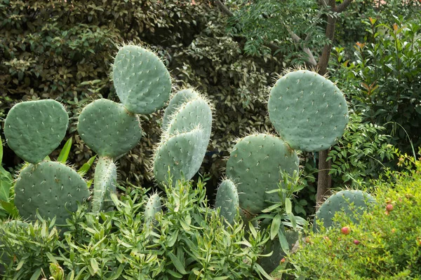 Opuntia Kaktusfeige - flacher Kaktus auf dem Hintergrund von Baum und — Stockfoto