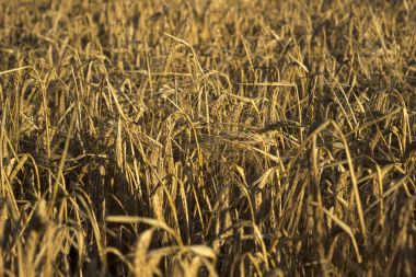 Gün batımında bir tarlada buğday Olgun sivri. Tarım, h