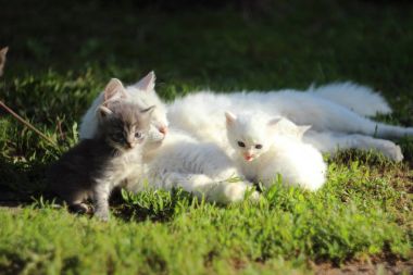 Dört yavru iki gri yavru kedi ve iki beyaz beyaz kedi. Kediler
