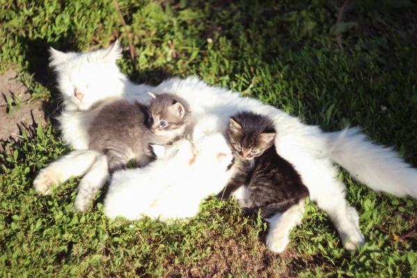 Белая кошка с четырьмя котятами два серых котенка и два белых. Кошки — стоковое фото