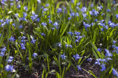 Scilla bifolia - çiçekli küçük mavi çiçekler baharda ben