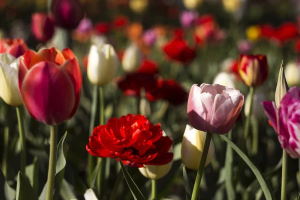 Many kinds of tulips in the garden - red, white, pink spring flo