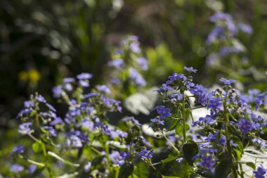Mavi bahar çiçeklerin - korun bahçede. Floweri
