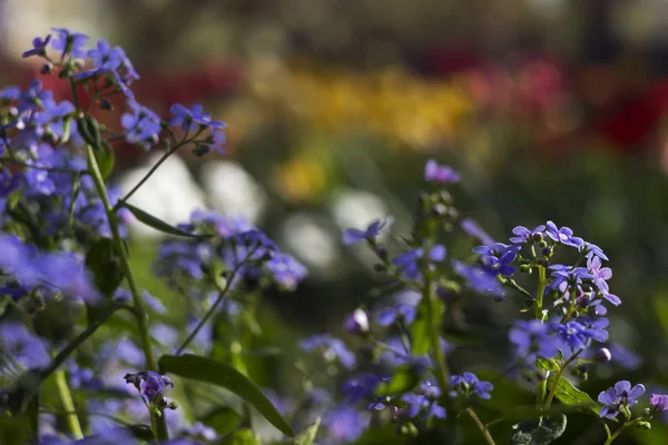 블루 봄 꽃-forget-me-nots 정원에서 성장. Floweri — 스톡 사진