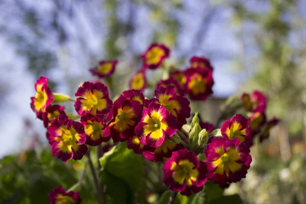 Blommande buske vinröd gul primrose i trädgården i spr — Stockfoto
