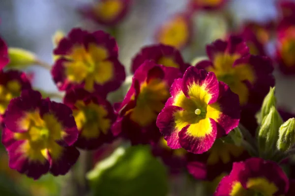 Blommande buske vinröd gul primrose i trädgården i spr — Stockfoto