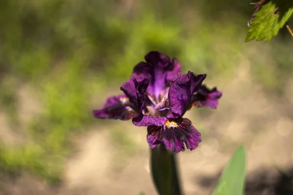 Low-bred maroon spring irises in the garden. Growing burgundy fl Royalty Free Stock Images