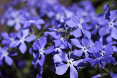 Parlak mavi phlox - birçok küçük bahar çiçekleri, botanik, adam