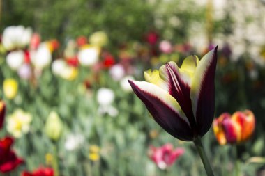 Backgro karşı bahçede sarı bordo Lale çiçek