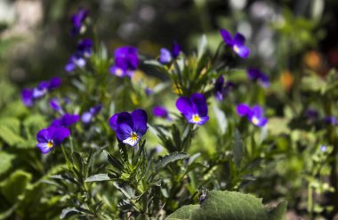 Bahar hanım evlatları Bahçe, parlak küçük mavi çiçek çiçekler