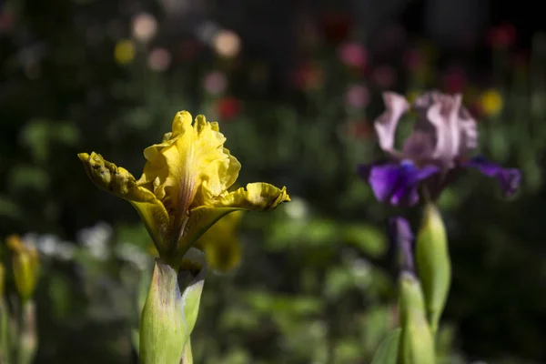 Íris amarelas e roxas - flores de primavera brilhantes no jardim f — Fotografia de Stock