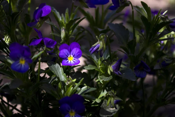 Fiori primaverili viole del pensiero in giardino, piccoli fiori blu brillante — Foto Stock